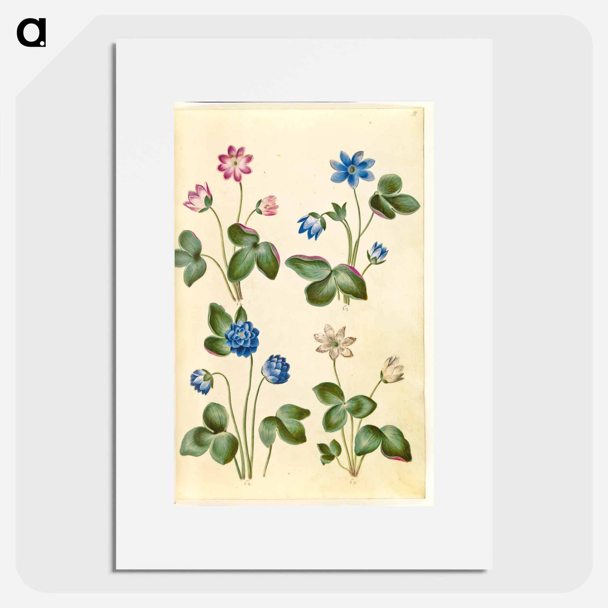 アートポスター-Anemone Hepatica
- マリア ジビーラ メーリアン Poster.