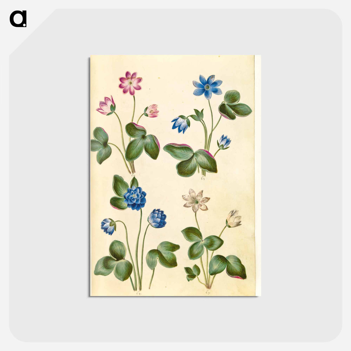 アートポストカード-Anemone Hepatica
- マリア ジビーラ メーリアン Postcard.