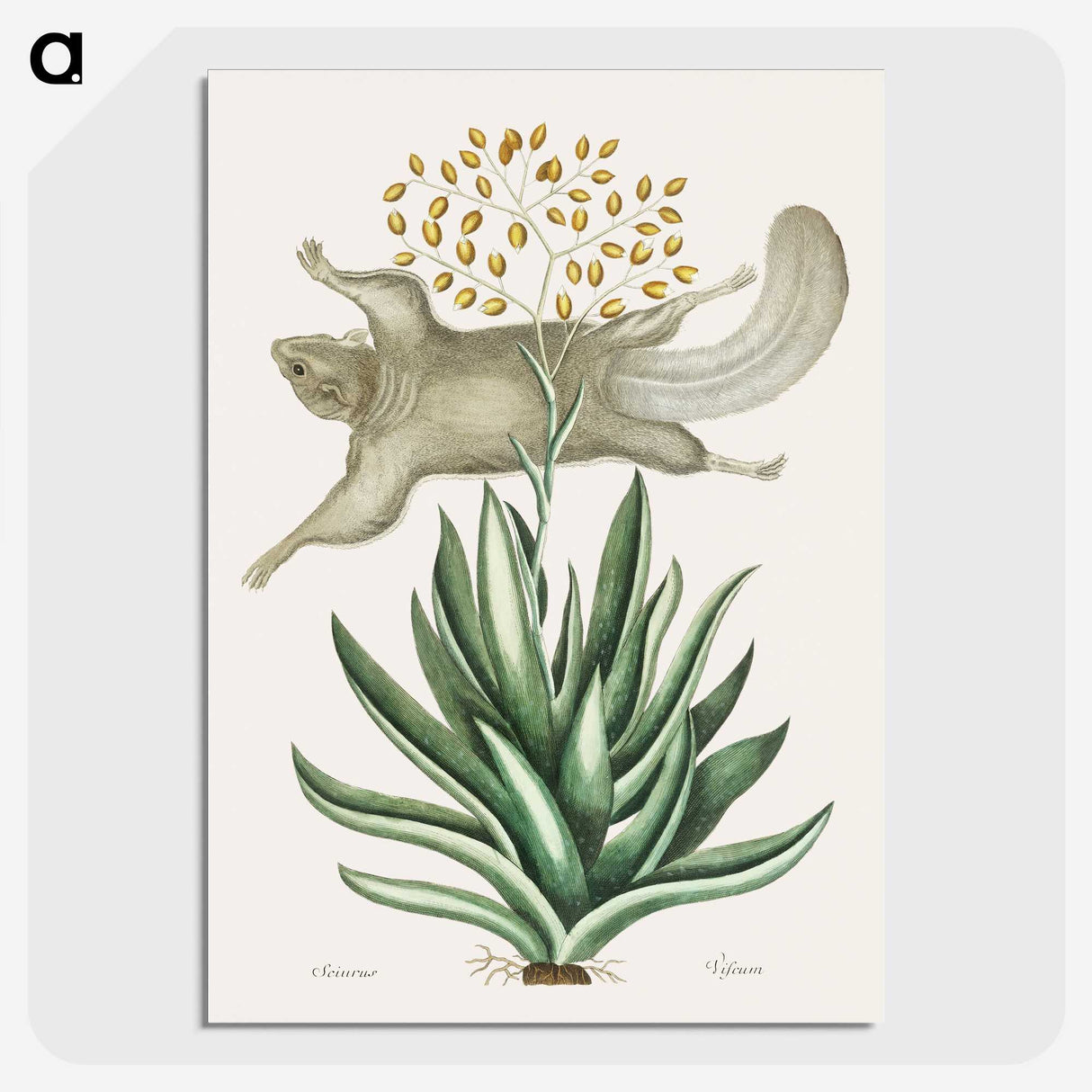 1-79_Mark-Catesby_picture-crop