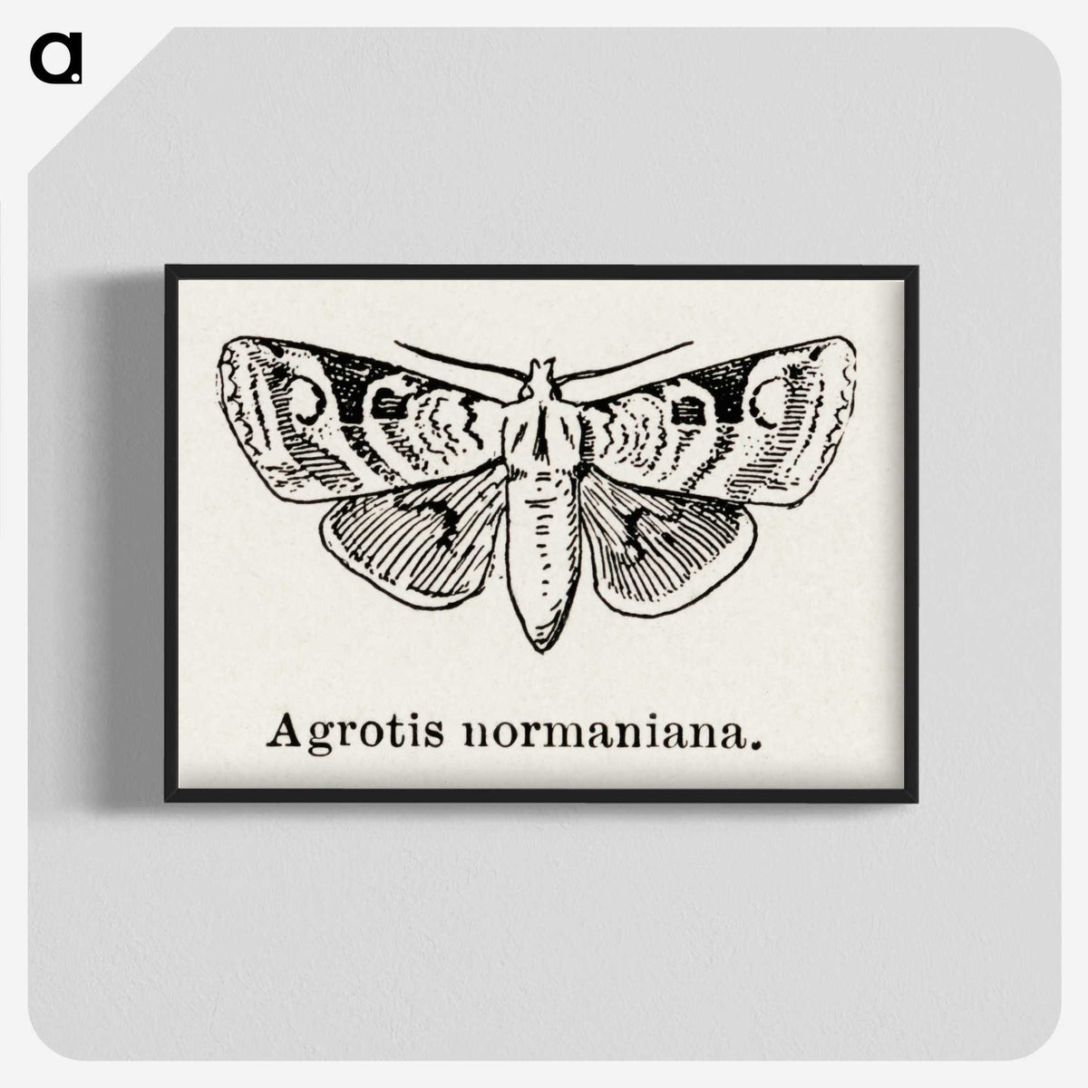 1-79_Moths-and-Butterflies-of-the-United-States_blk-crop