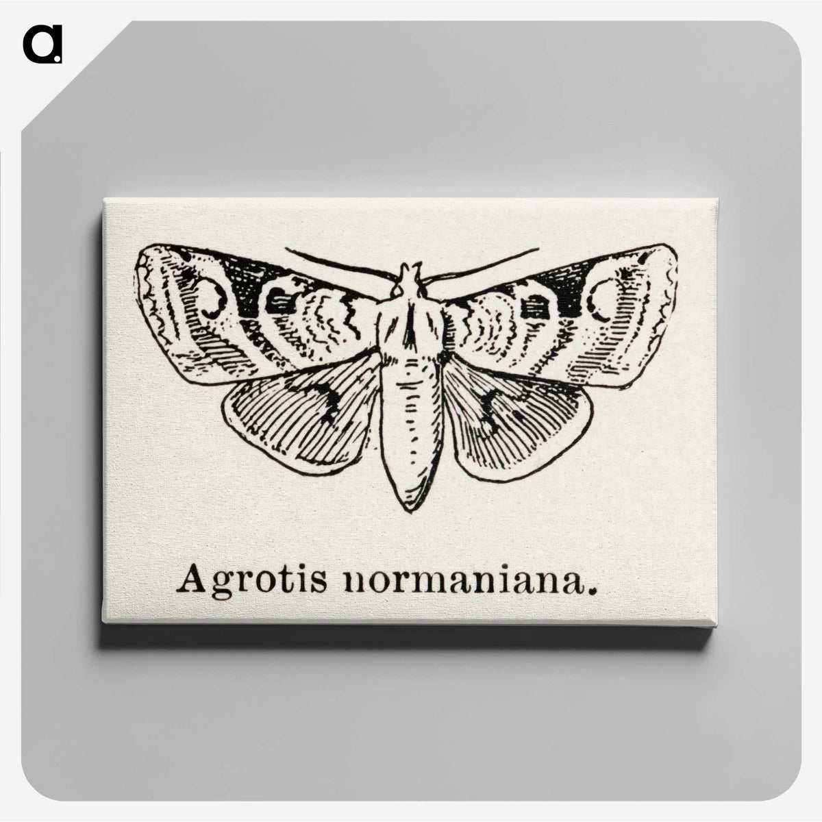 1-79_Moths-and-Butterflies-of-the-United-States_canvas