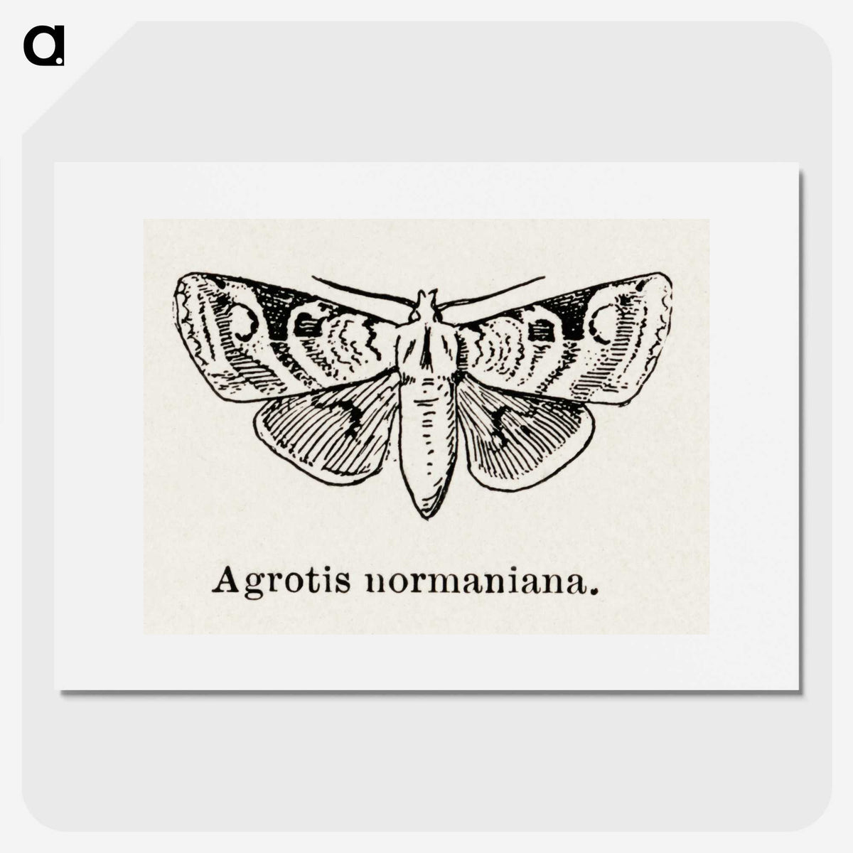 1-79_Moths-and-Butterflies-of-the-United-States_picture