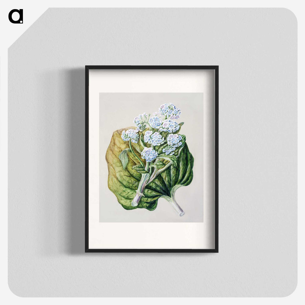1-79_Native-Flowering-Plants-of-New-Zealand_blk