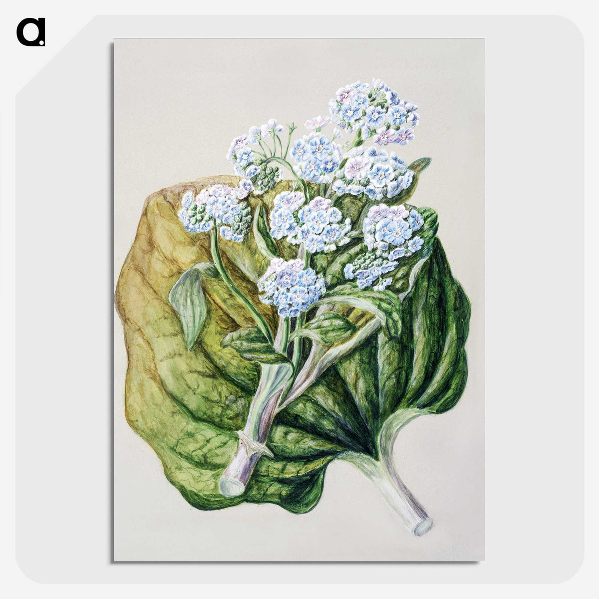1-79_Native-Flowering-Plants-of-New-Zealand_picture-crop