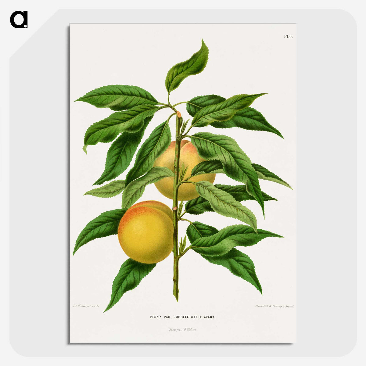 1-79_Nederlandsche-Flora-en-Pomona_picture-crop