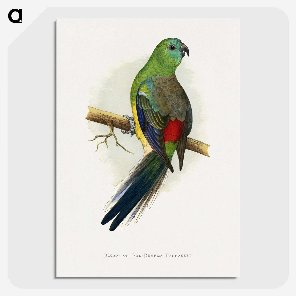 1-79_Parrots-in-Captivity_picture-crop