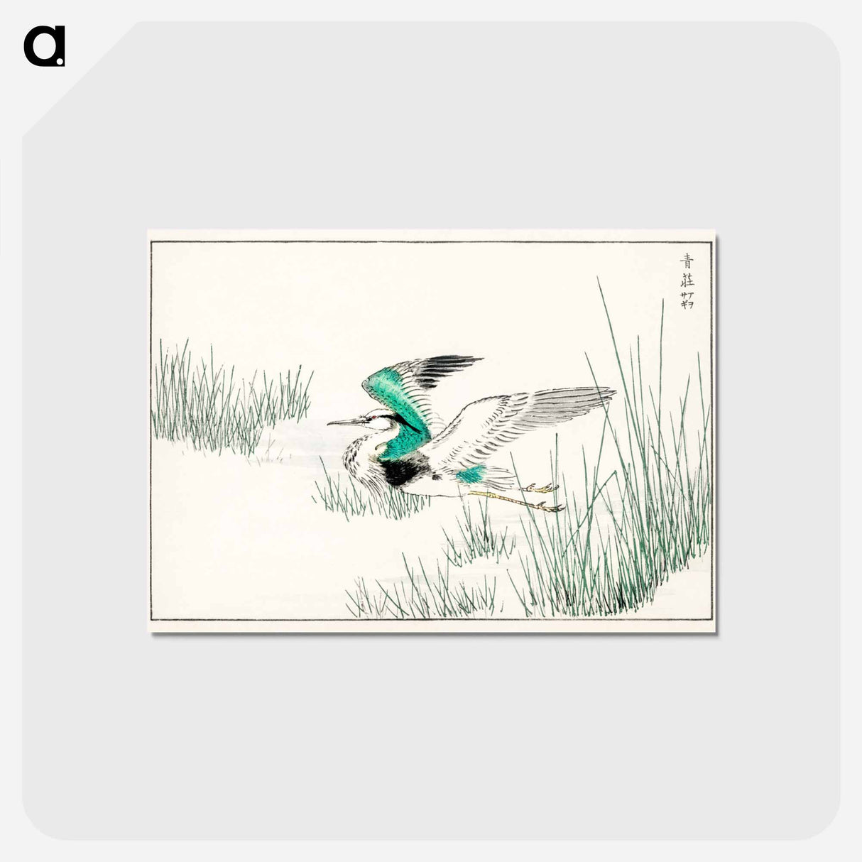 アートポストカード-Eastern Grey Heron Illustration
- 鳥類図鑑 Postcard.