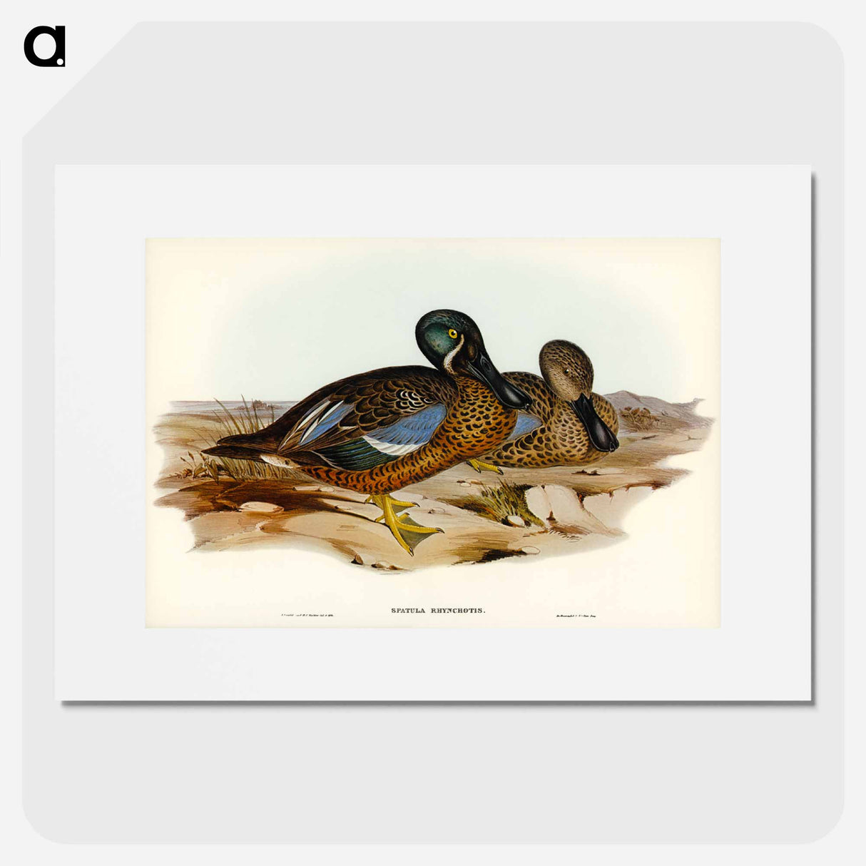 アートポスター-Australian Shoveller
- オーストラリアの鳥 Poster.