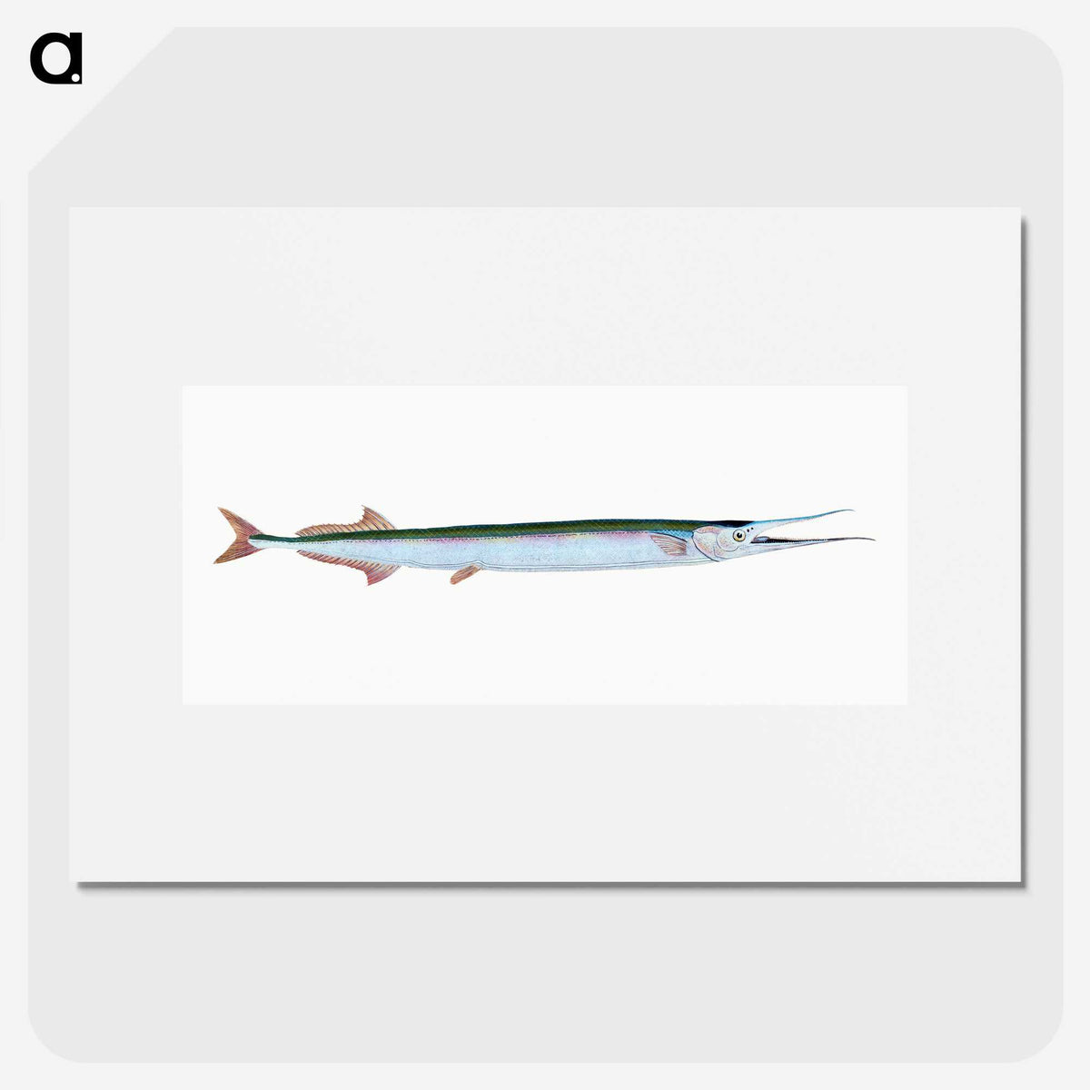 1-79_The-Natural-History-of-British-Fishes_picture