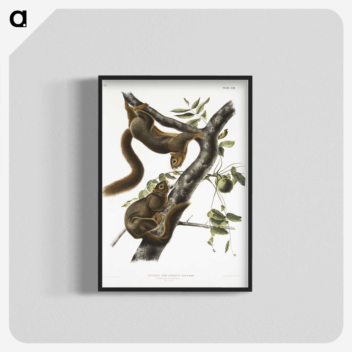 1-79_The-Viviparous-Quadrupeds_blk-crop