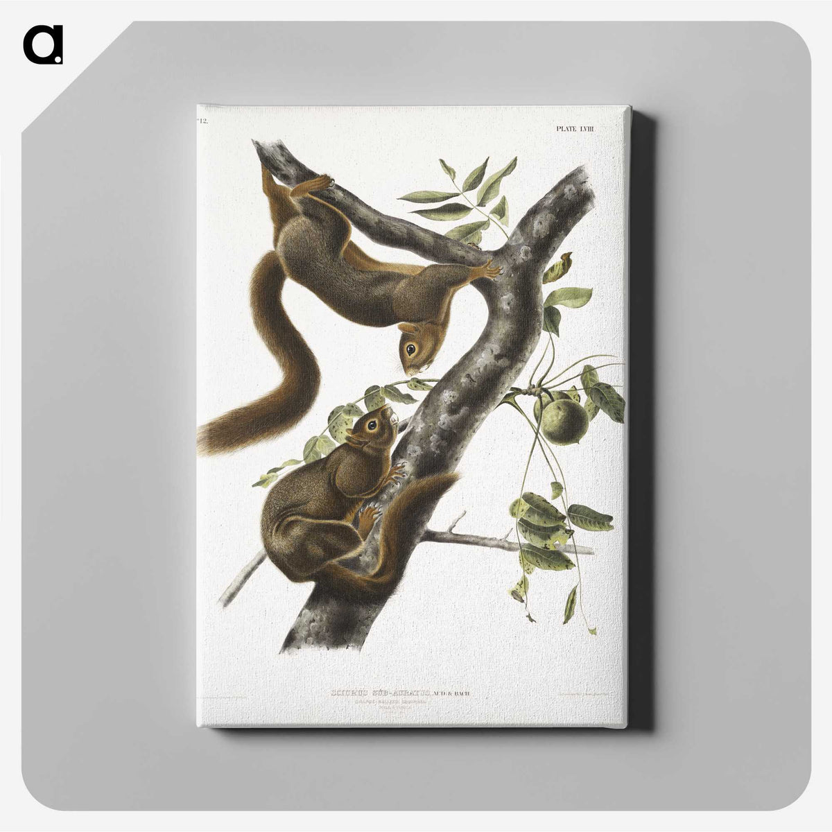 1-79_The-Viviparous-Quadrupeds_canvas