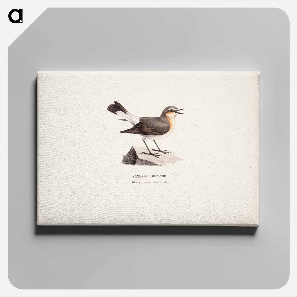 Female northern wheatear in spring - Wilhelm von Wright Canvas.