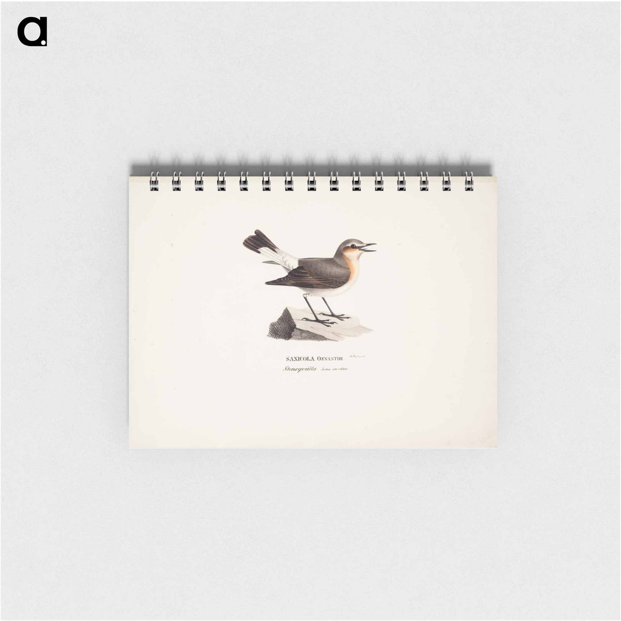 Female northern wheatear in spring - ヴィルヘルム フォン ライト Memo.