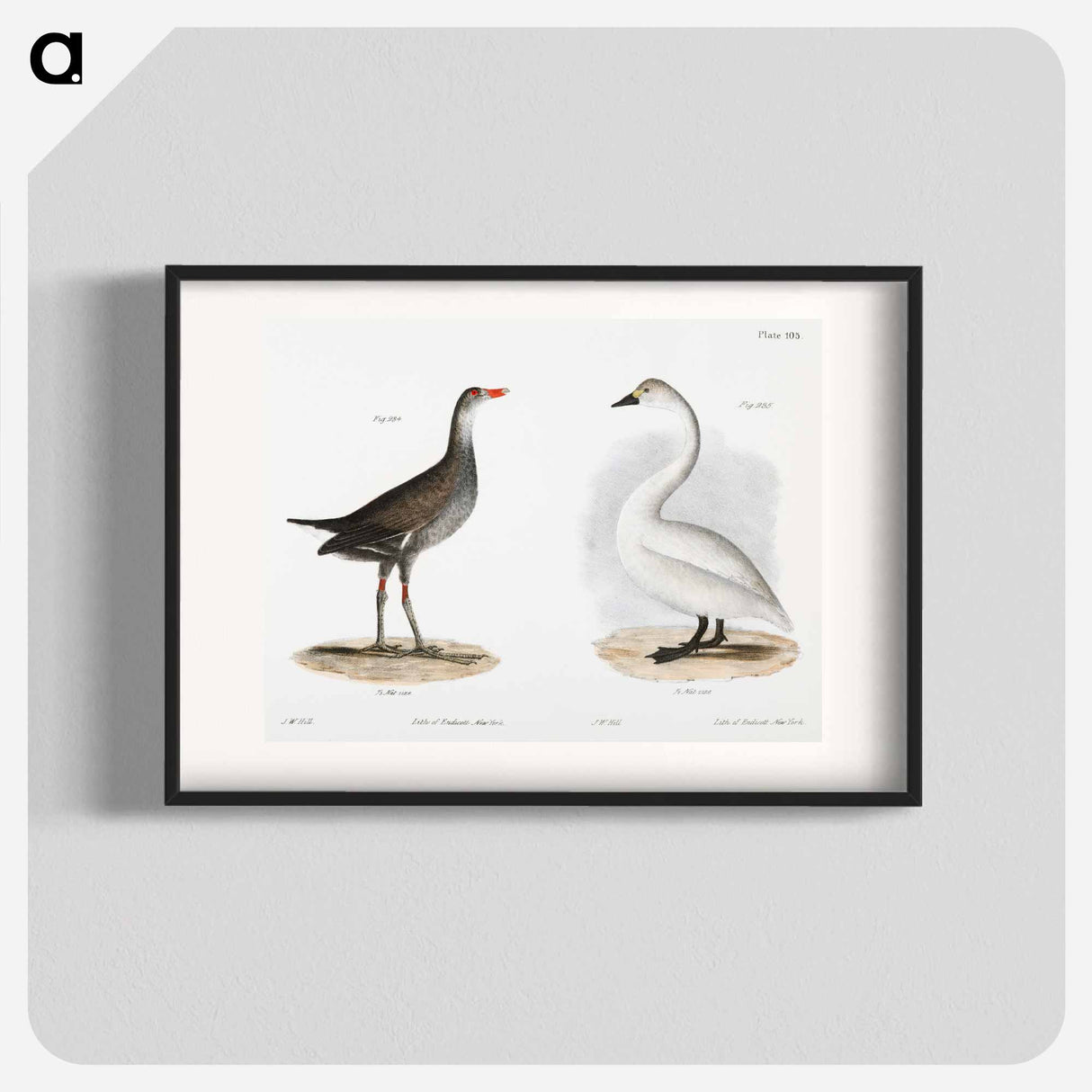 Florida Gallinule (Gallinula galeata) - ニューヨークの動物学 Poster.