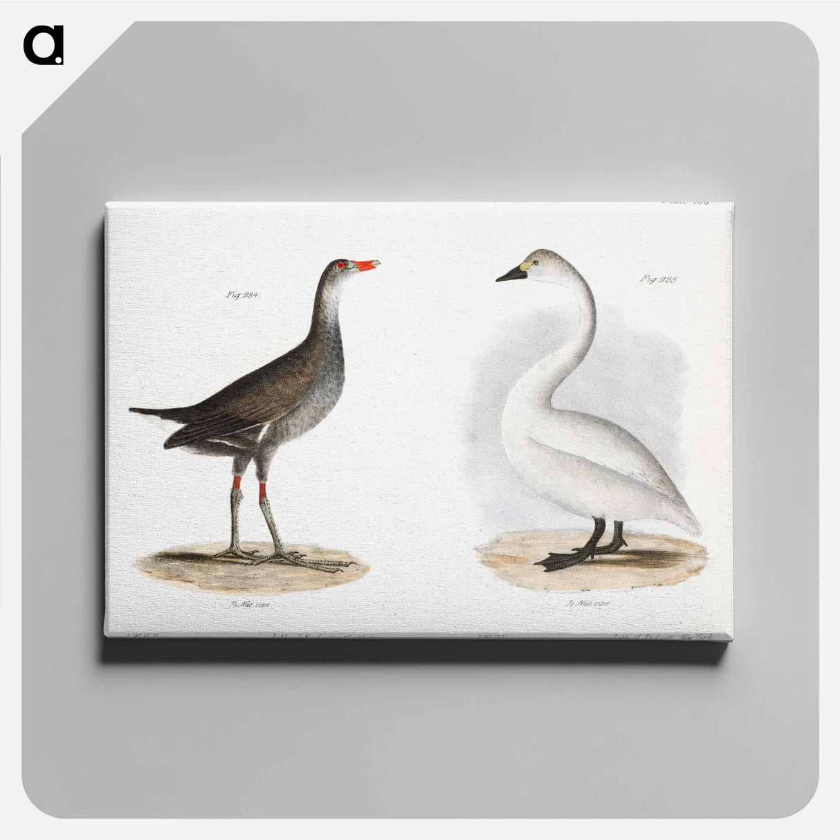 Florida Gallinule (Gallinula galeata) - ニューヨークの動物学 Canvas.