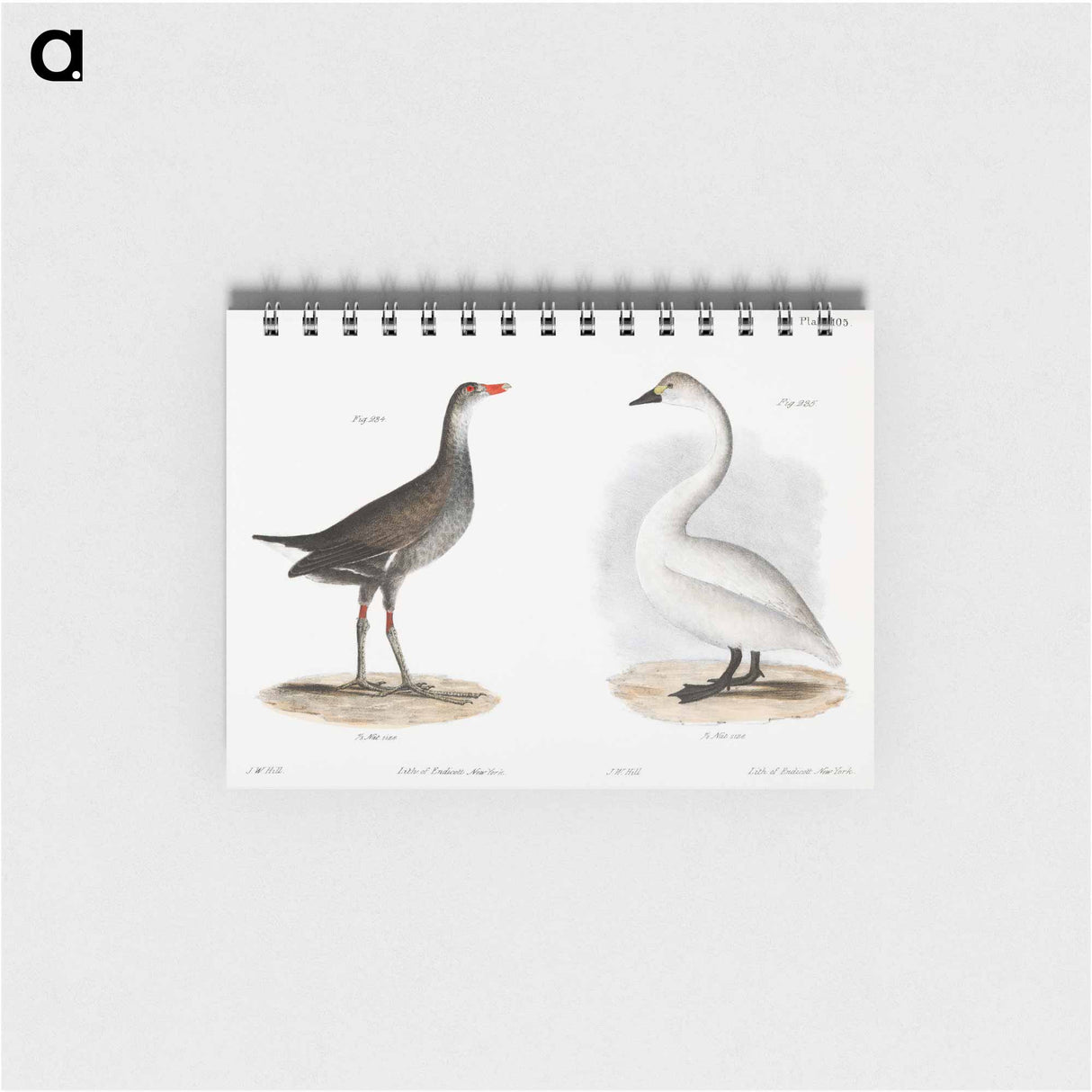 Florida Gallinule (Gallinula galeata) - ニューヨークの動物学 Memo.