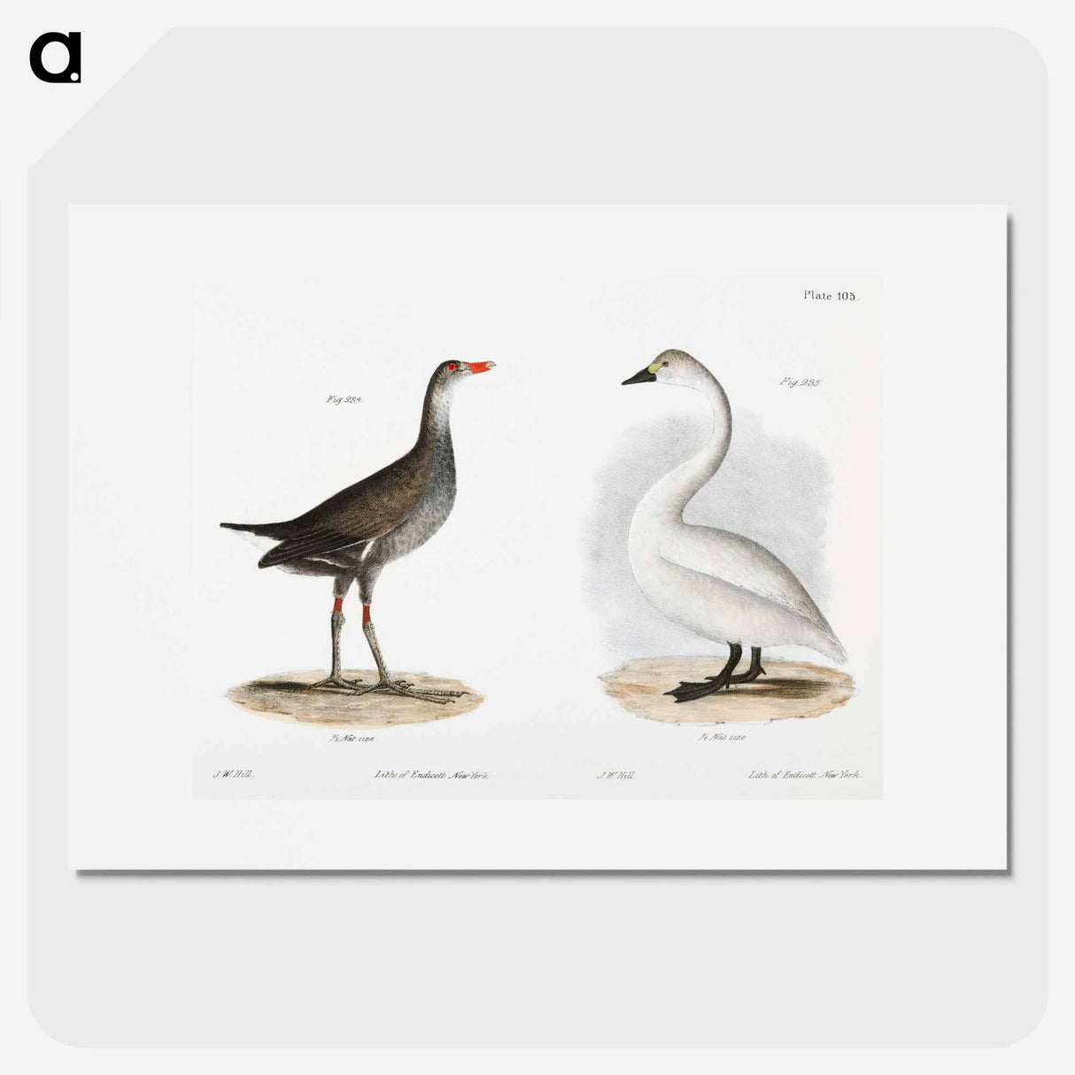 Florida Gallinule (Gallinula galeata) - ニューヨークの動物学 Poster.