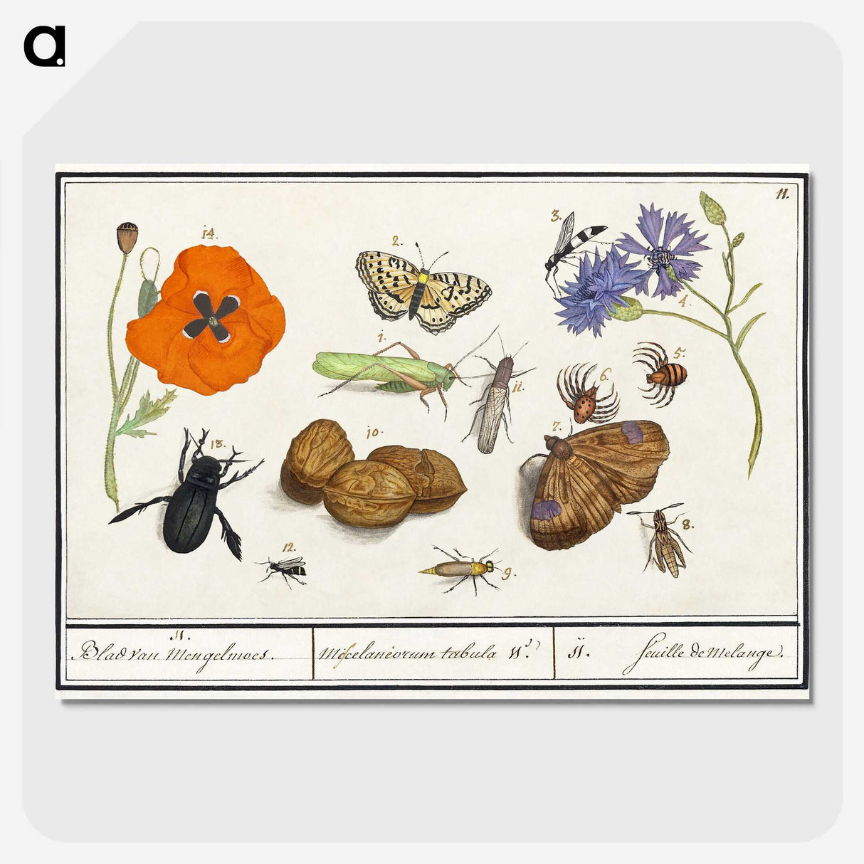 1-7_Anselmus-Boetius-de-Boodt_picture-crop
