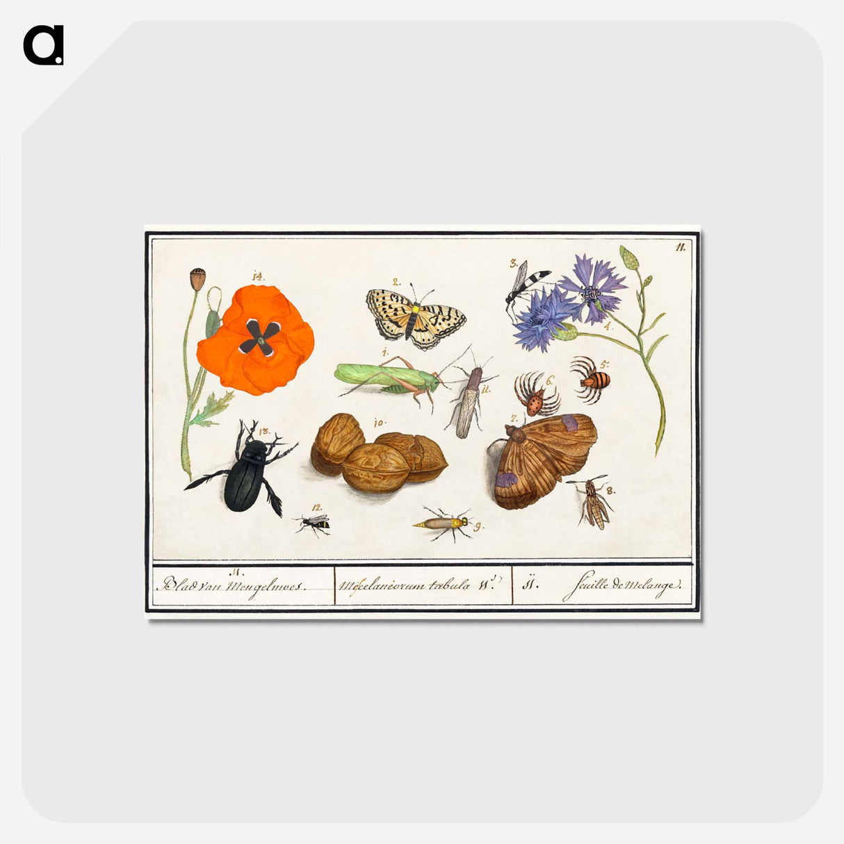 Natural History Ensemble, no. 11 - アンセルムス ボエティウス デ ブート Postcard.