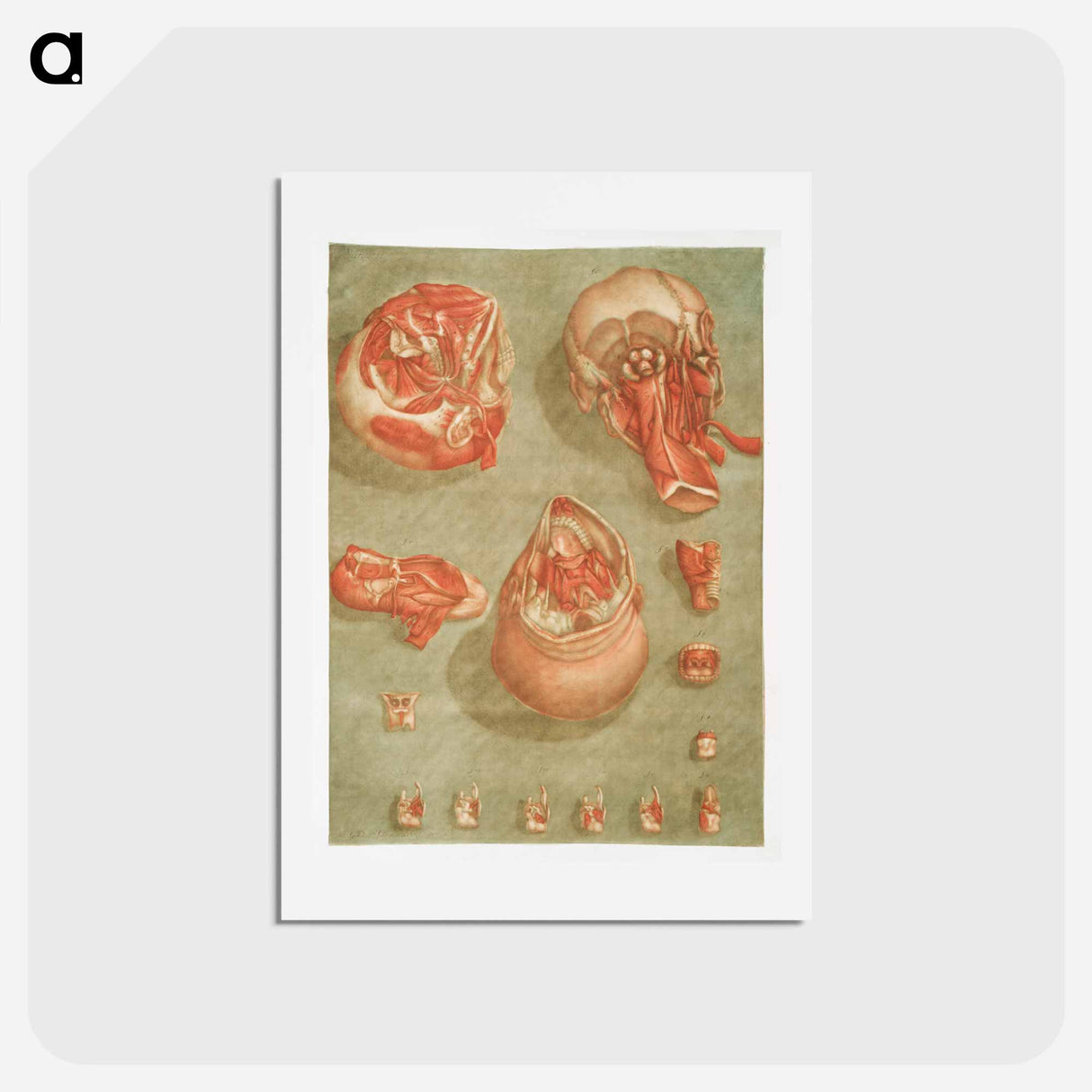 This fascinating collection of anatomical illustrations - アルノルド エロイ ゴーティエ ダゴティ Postcard.