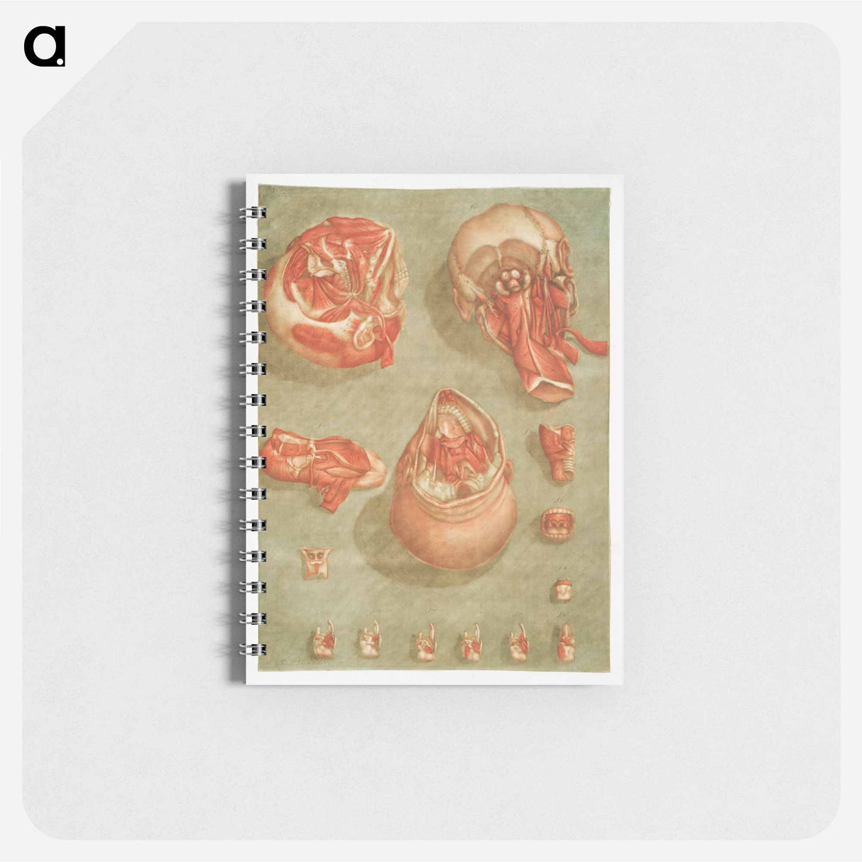 This fascinating collection of anatomical illustrations - アルノルド エロイ ゴーティエ ダゴティ Memo.