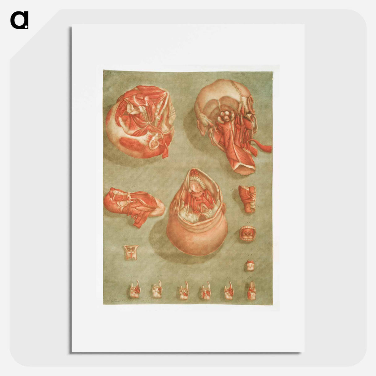 This fascinating collection of anatomical illustrations - アルノルド エロイ ゴーティエ ダゴティ Poster.