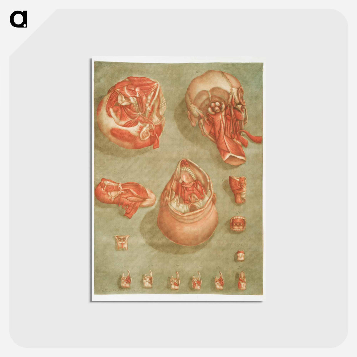 This fascinating collection of anatomical illustrations - アルノルド エロイ ゴーティエ ダゴティ Postcard.