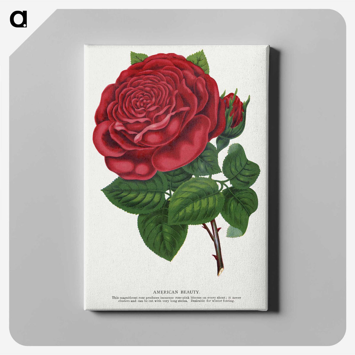 1-7_Botanical-Specimen-Plates_canvas