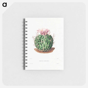 Echinocactus Pentacanthus
 - シャルル アントワーヌ ルメール Memo.