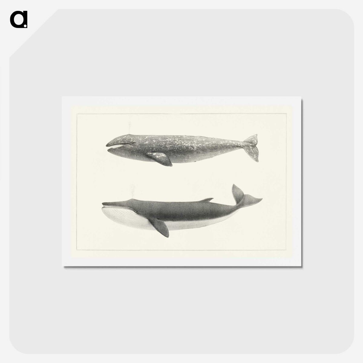 1-7_Charles-Melville-Scammon_hagaki