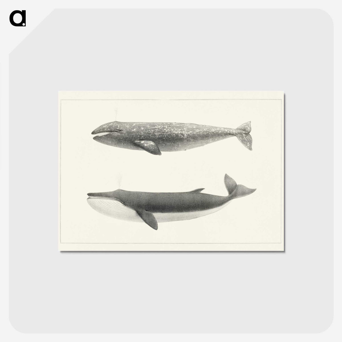 1-7_Charles-Melville-Scammon_postcard