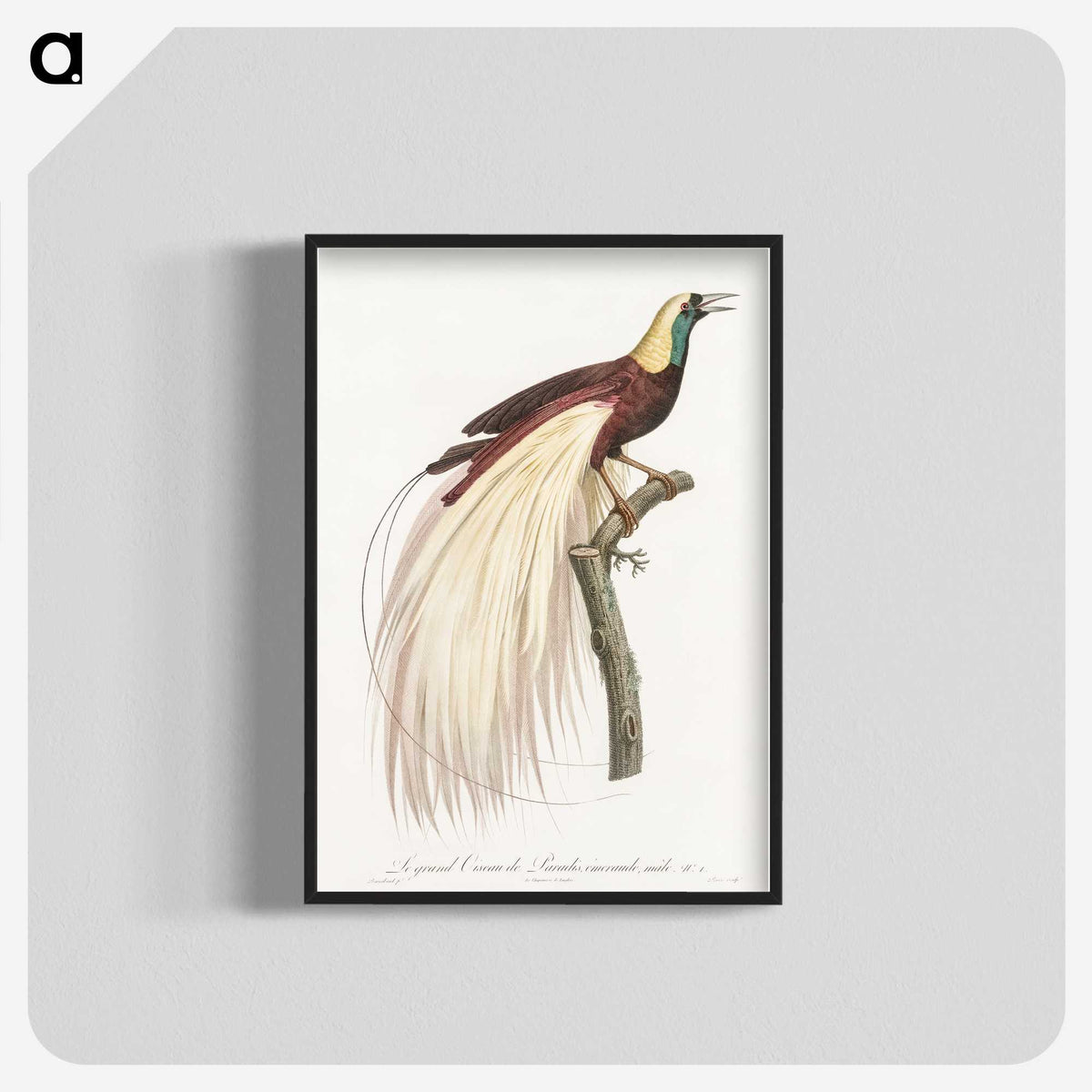 1-7_Des-Oiseaux-de-Paradis_blk-crop