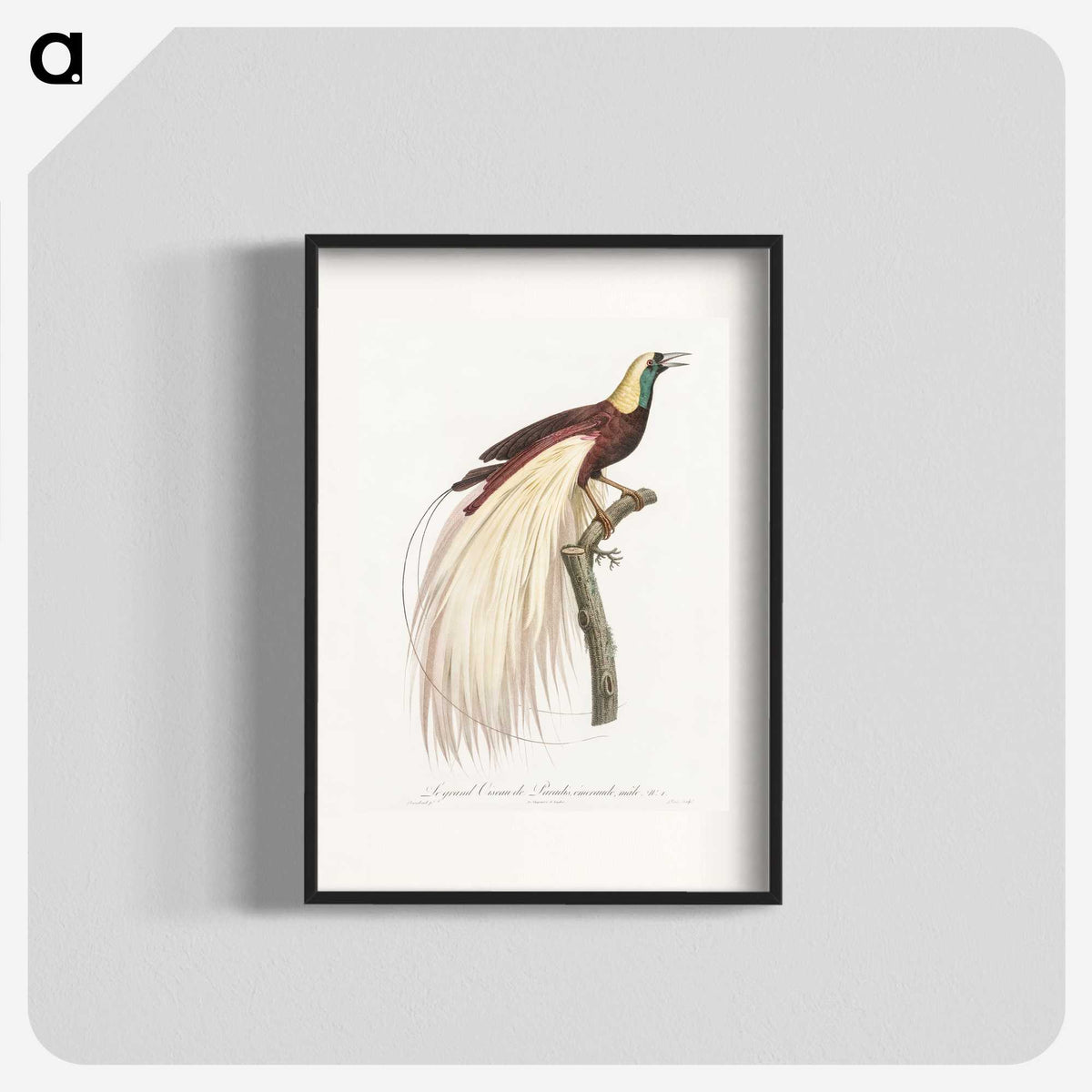 1-7_Des-Oiseaux-de-Paradis_blk