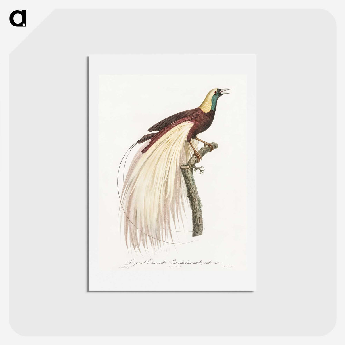 1-7_Des-Oiseaux-de-Paradis_hagaki