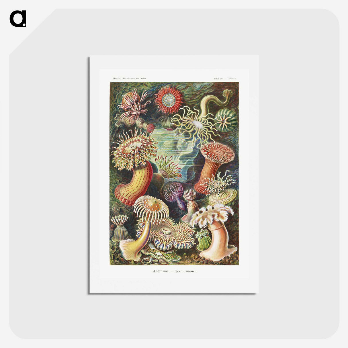 1-7_Ernst-Haeckel_hagaki