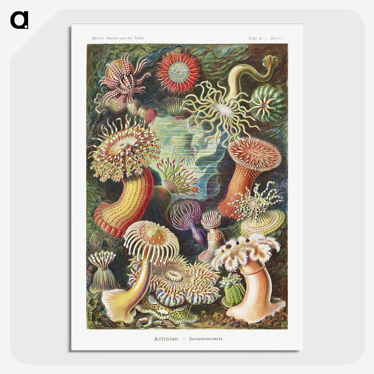 1-7_Ernst-Haeckel_picture-crop