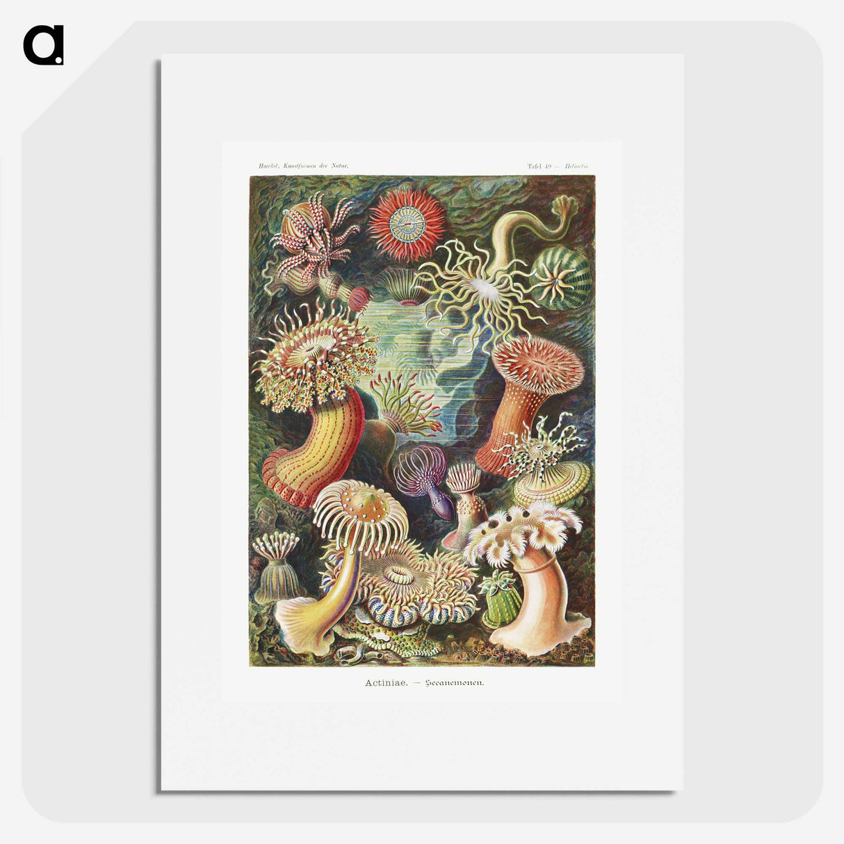 1-7_Ernst-Haeckel_picture