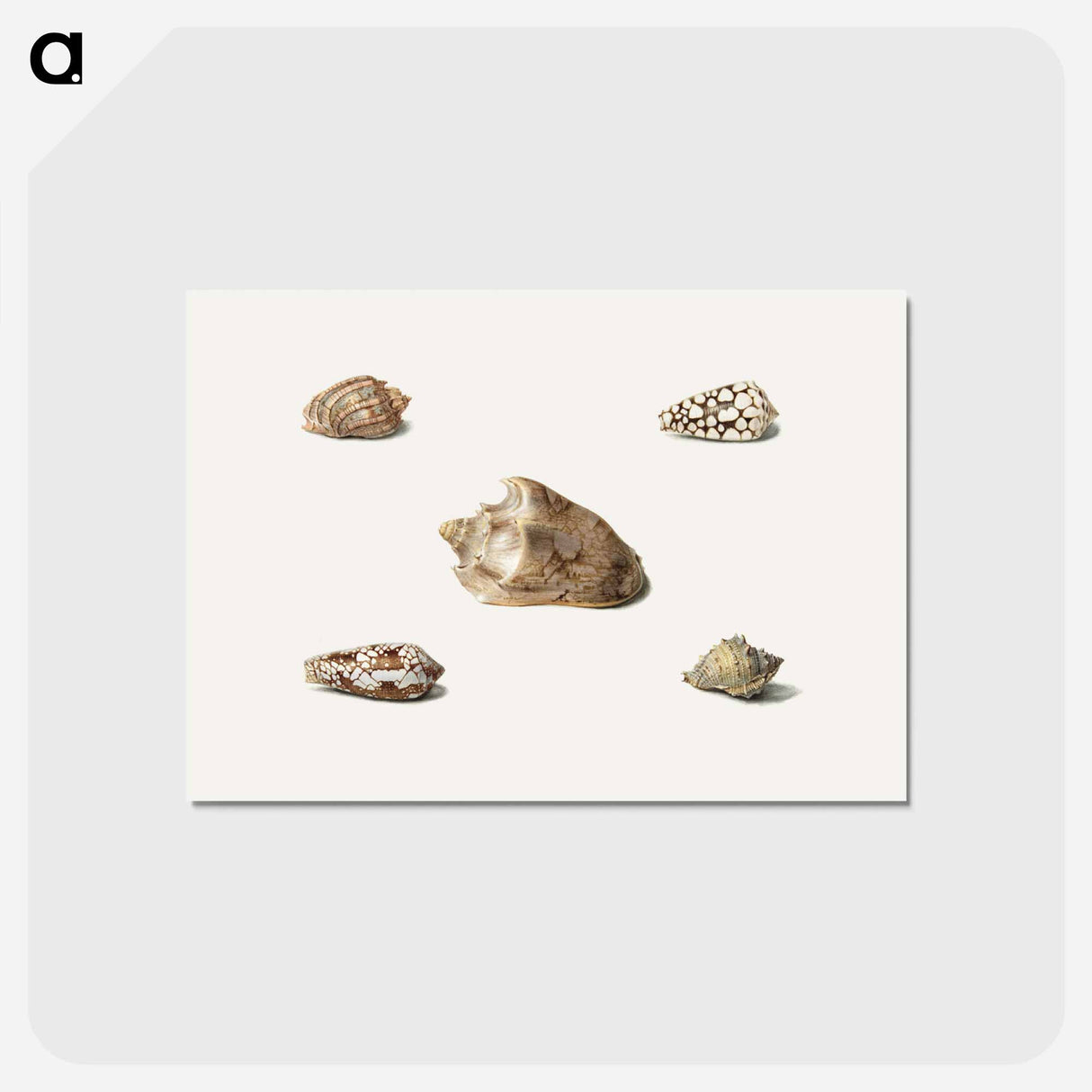 アートポストカード-Five Shells
- ジョージアス ヤコブス ヨハネス ファン オス Postcard.