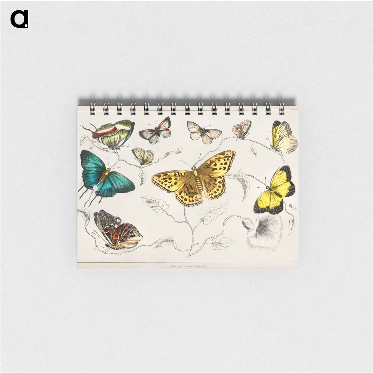 アートメモ帳-Butterflies from Animated Nature
- ゴールドスミスの生き生きとした自然 Memo.