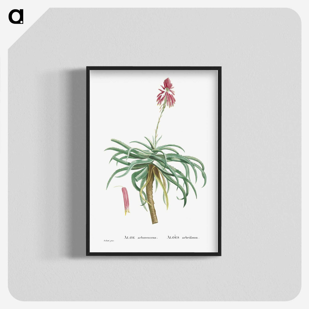 1-7_Histoire-des-Plantes-Grasses_blk-crop