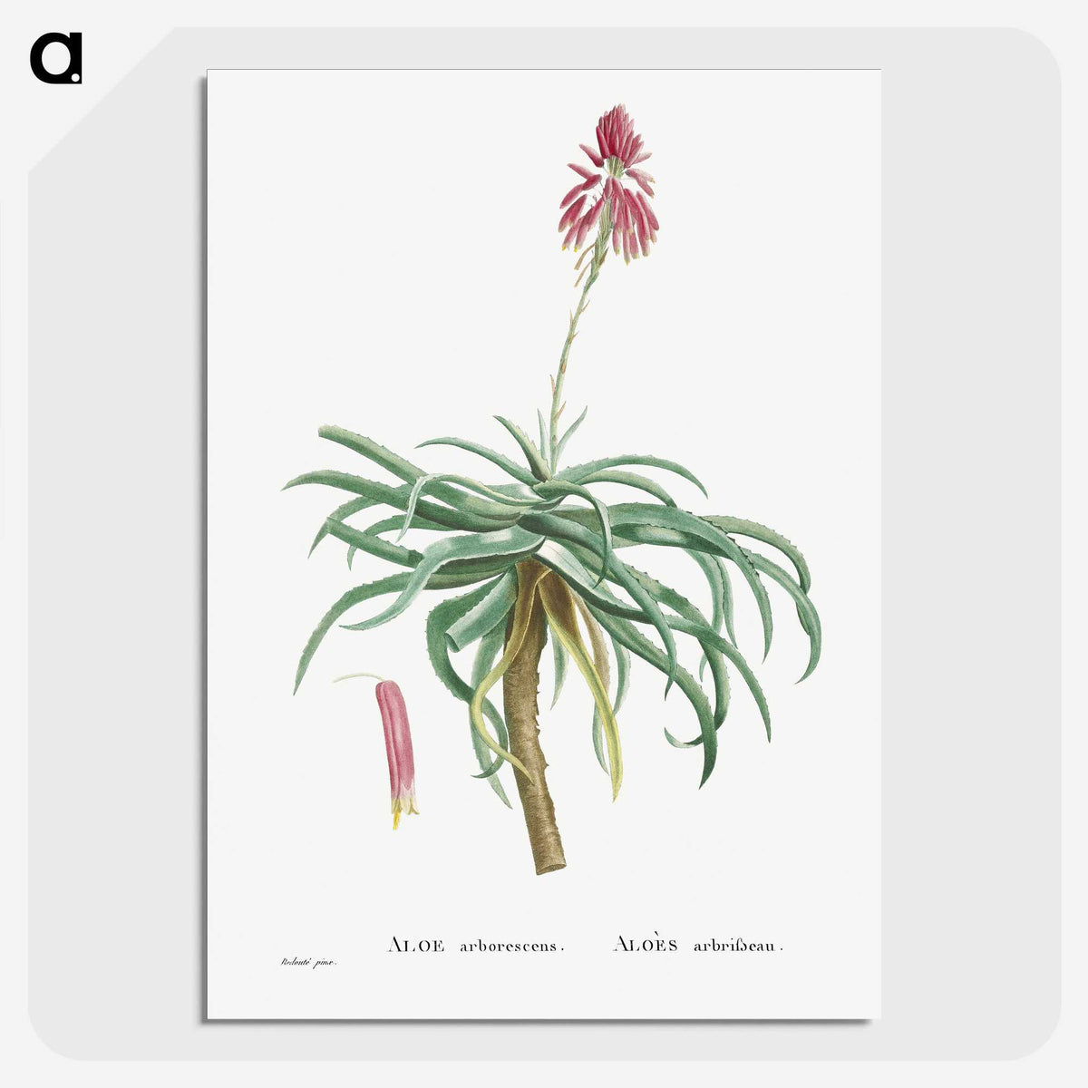 1-7_Histoire-des-Plantes-Grasses_picture-crop