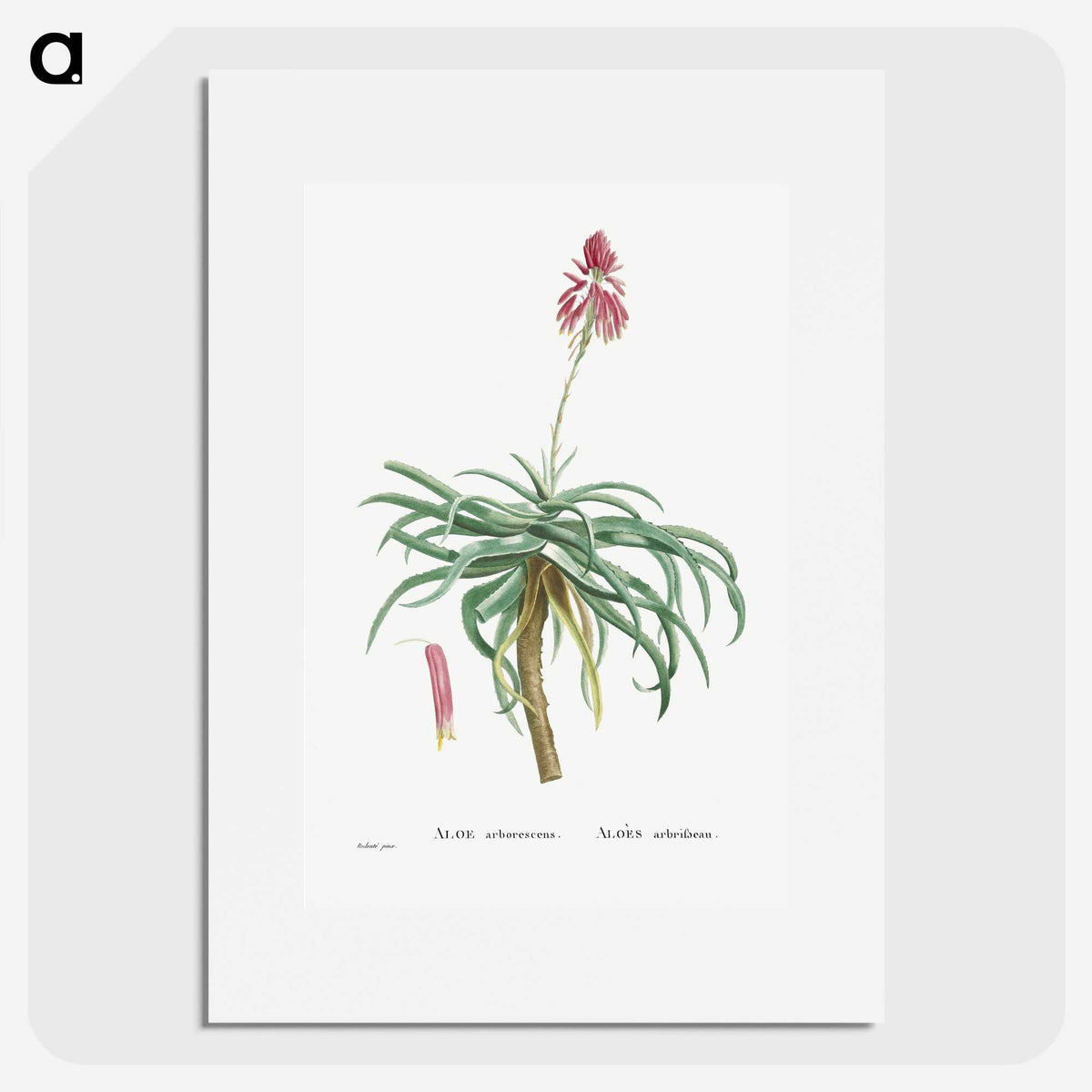 1-7_Histoire-des-Plantes-Grasses_picture