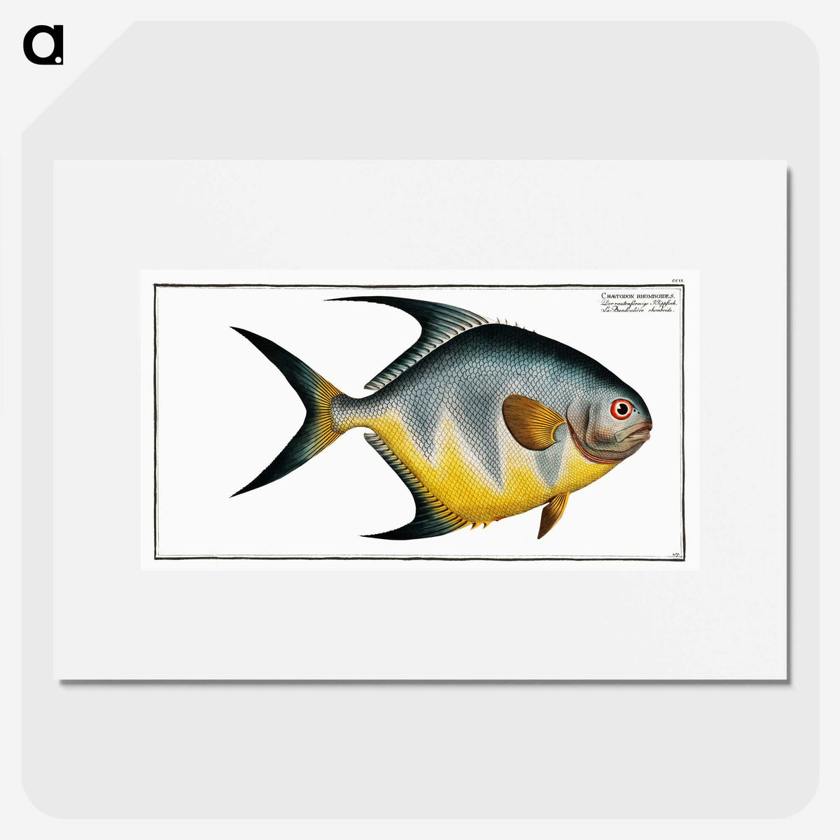 1-7_Ichtyologie-ou-Histoire-naturelle_picture
