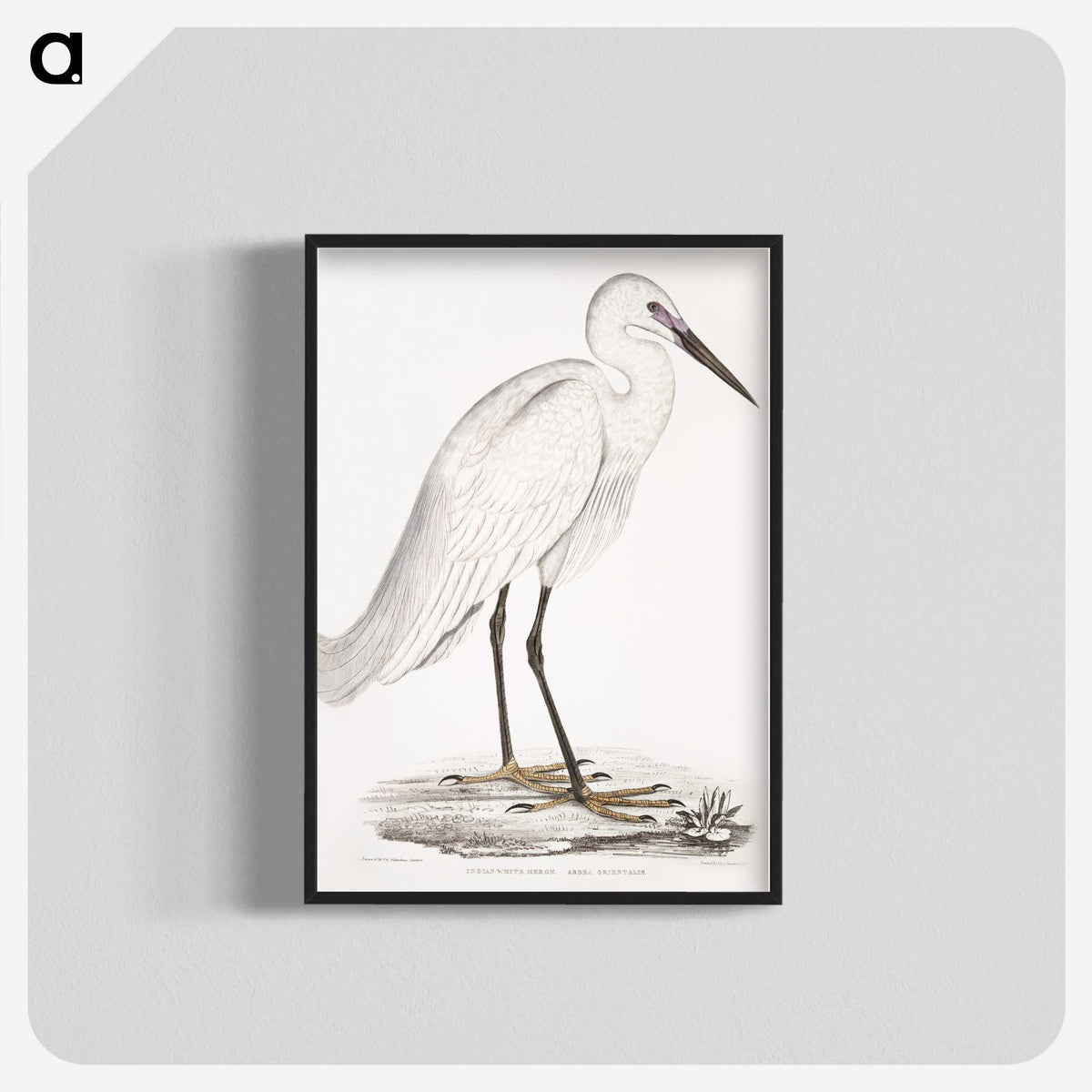 1-7_Indian-Zoology_blk-crop