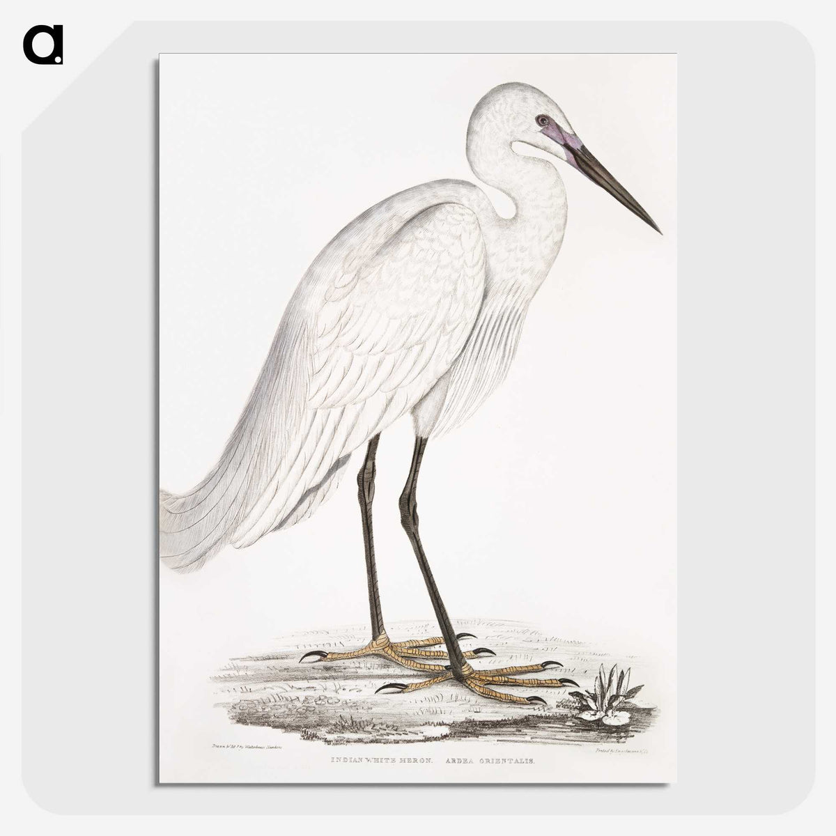 1-7_Indian-Zoology_picture-crop