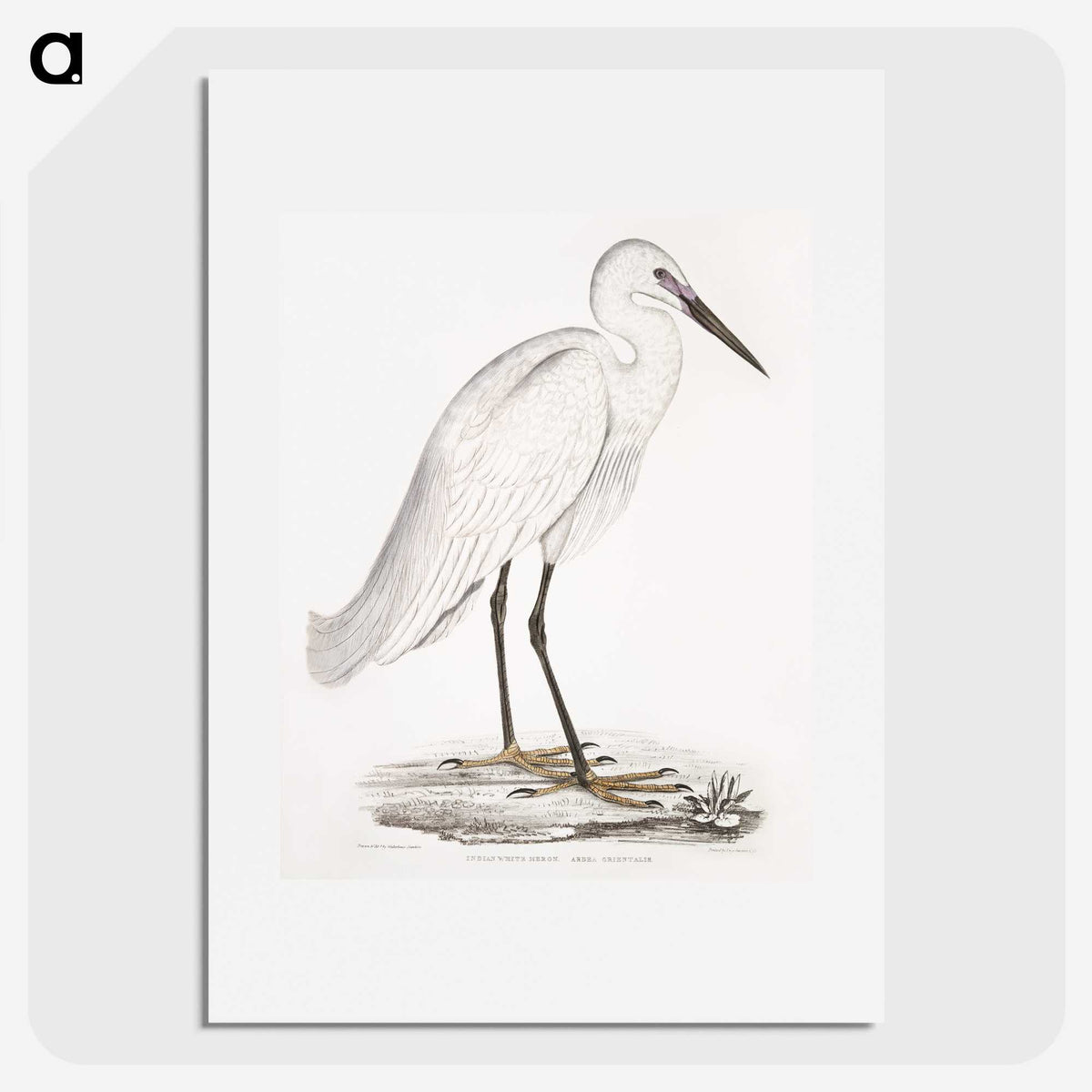 1-7_Indian-Zoology_picture