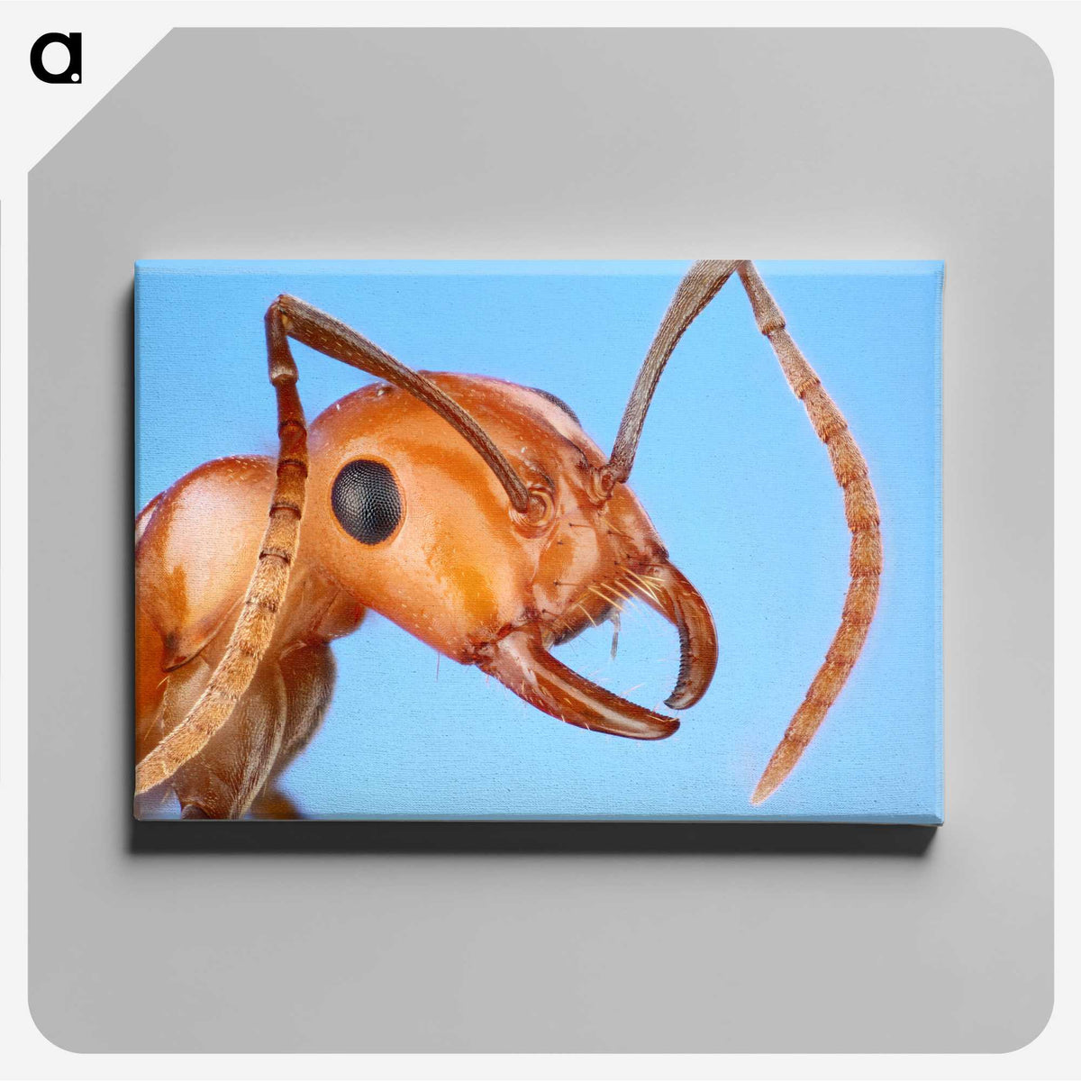 1-7_Insects-Unlocked-Project_canvas