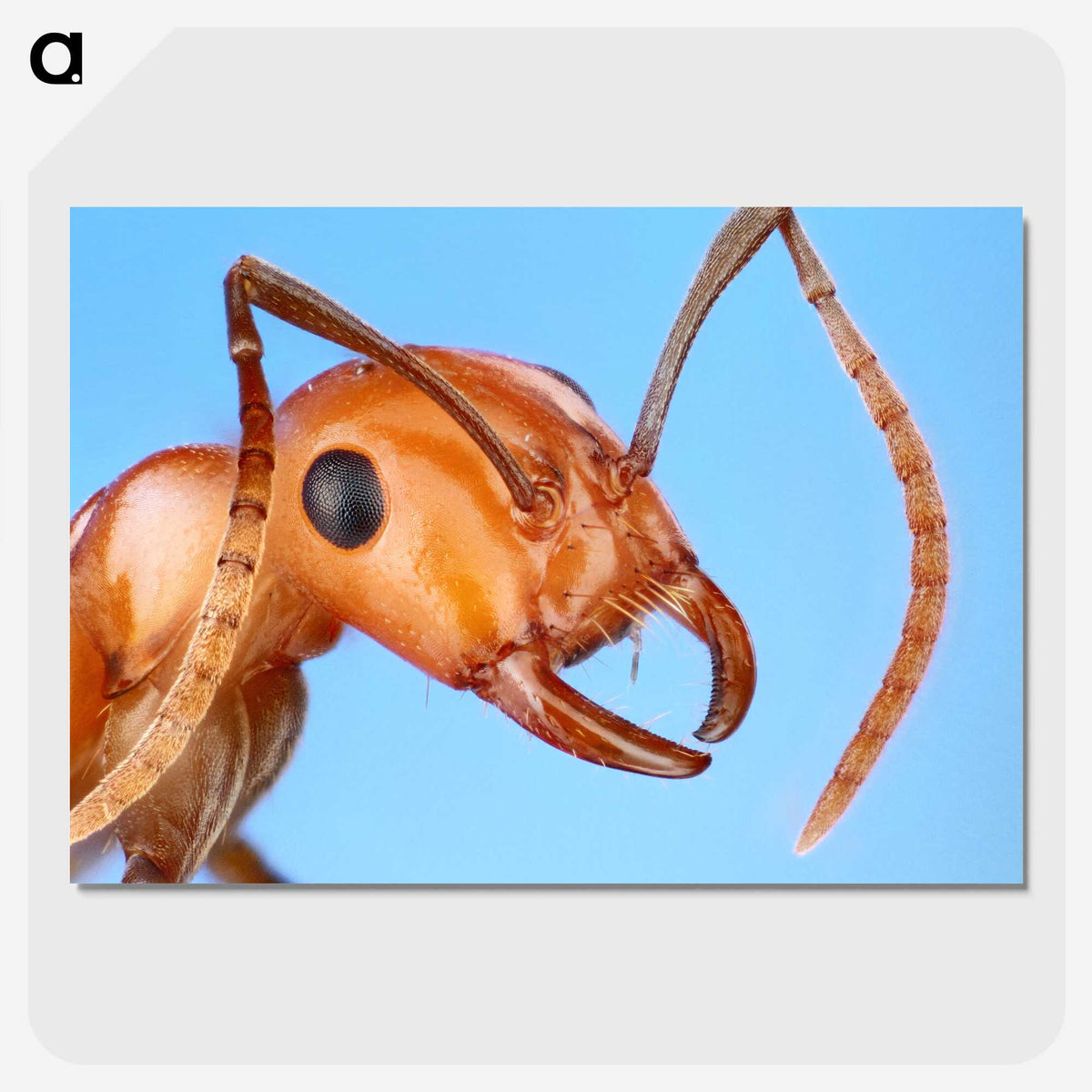 1-7_Insects-Unlocked-Project_picture-crop