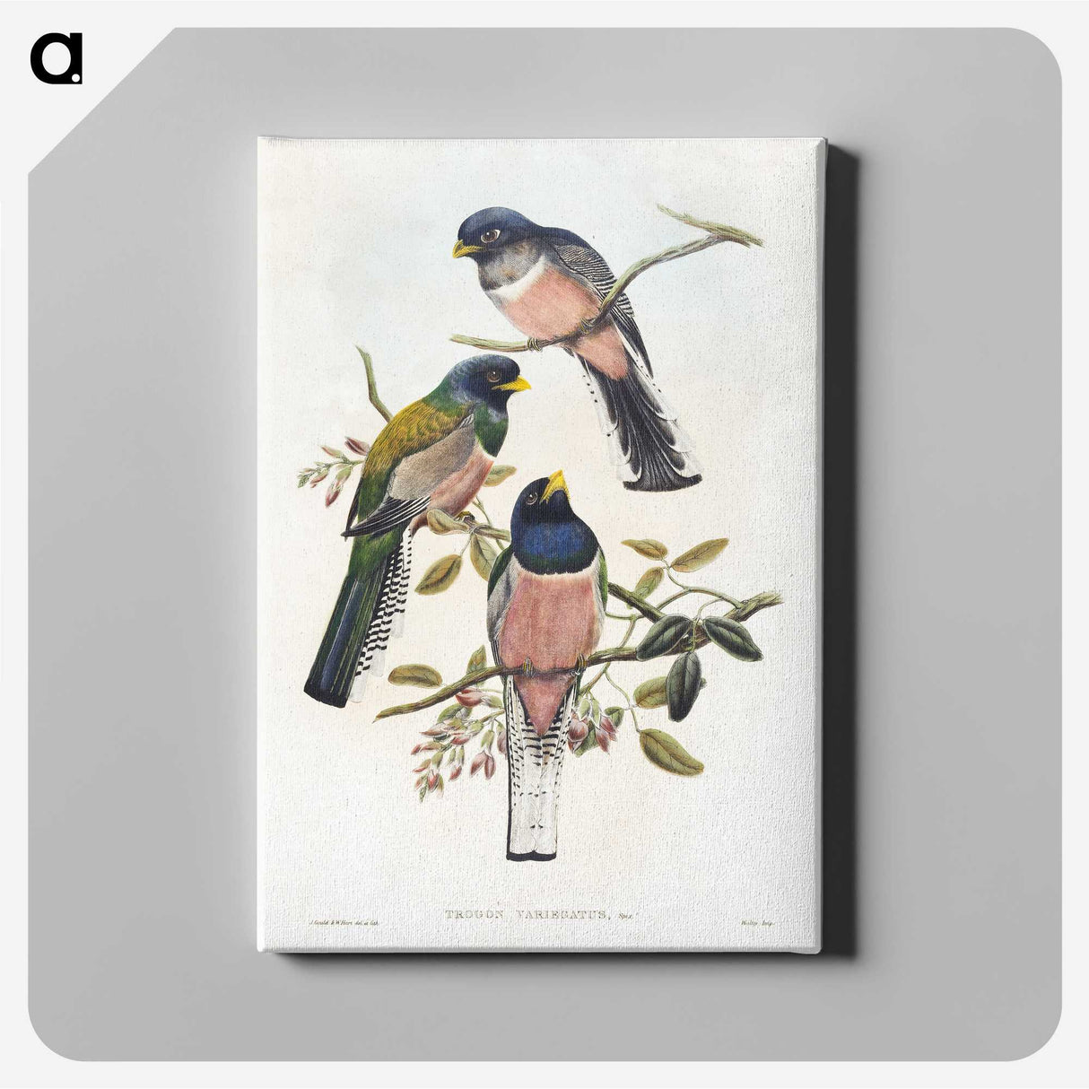 1-7_John-Gould_canvas