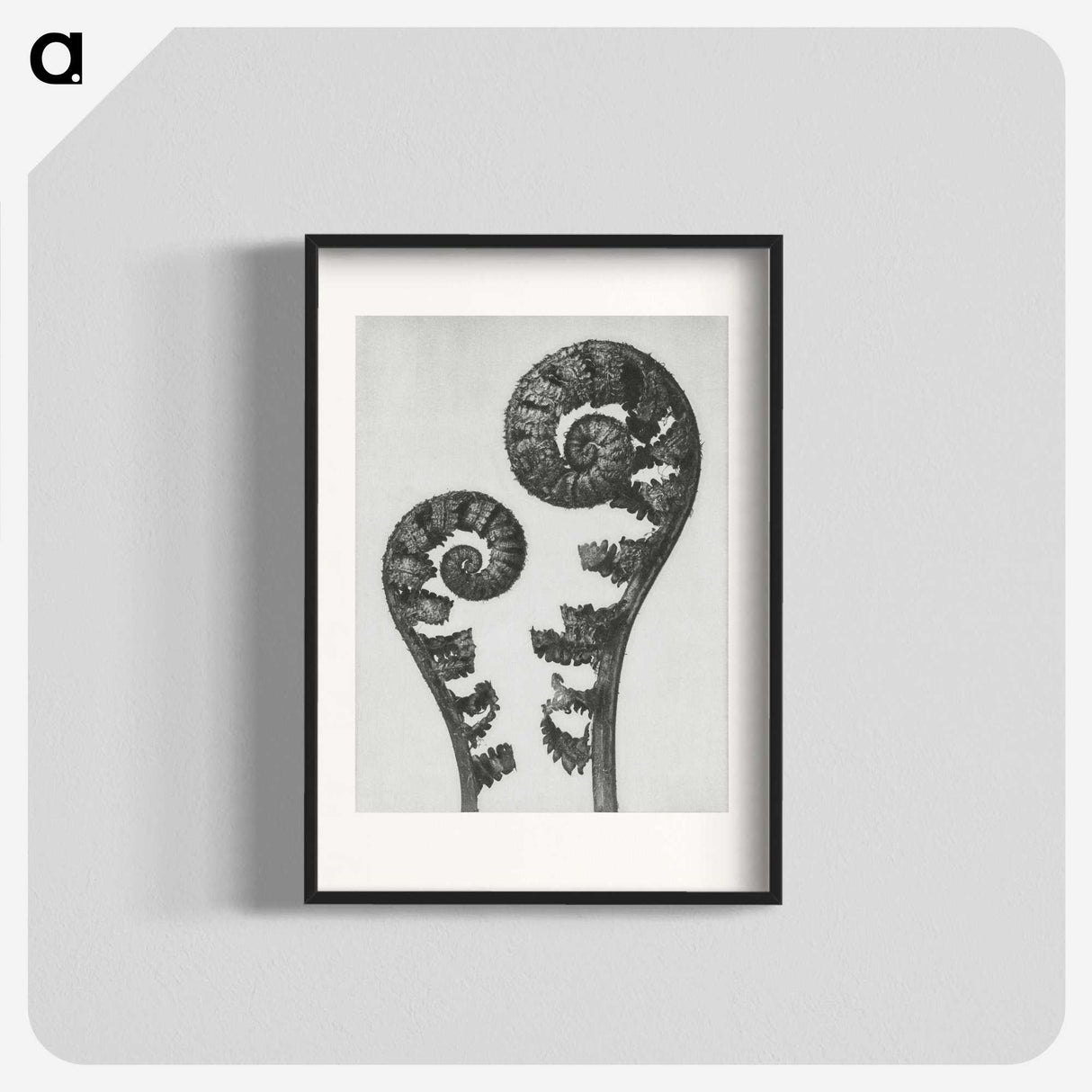 1-7_Karl-Blossfeldt_blk